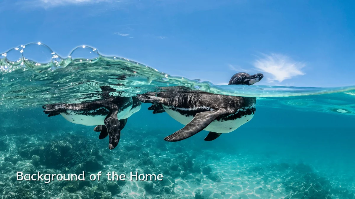 Background of the Home