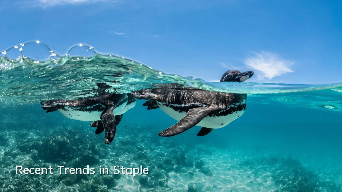 Recent Trends in Staple